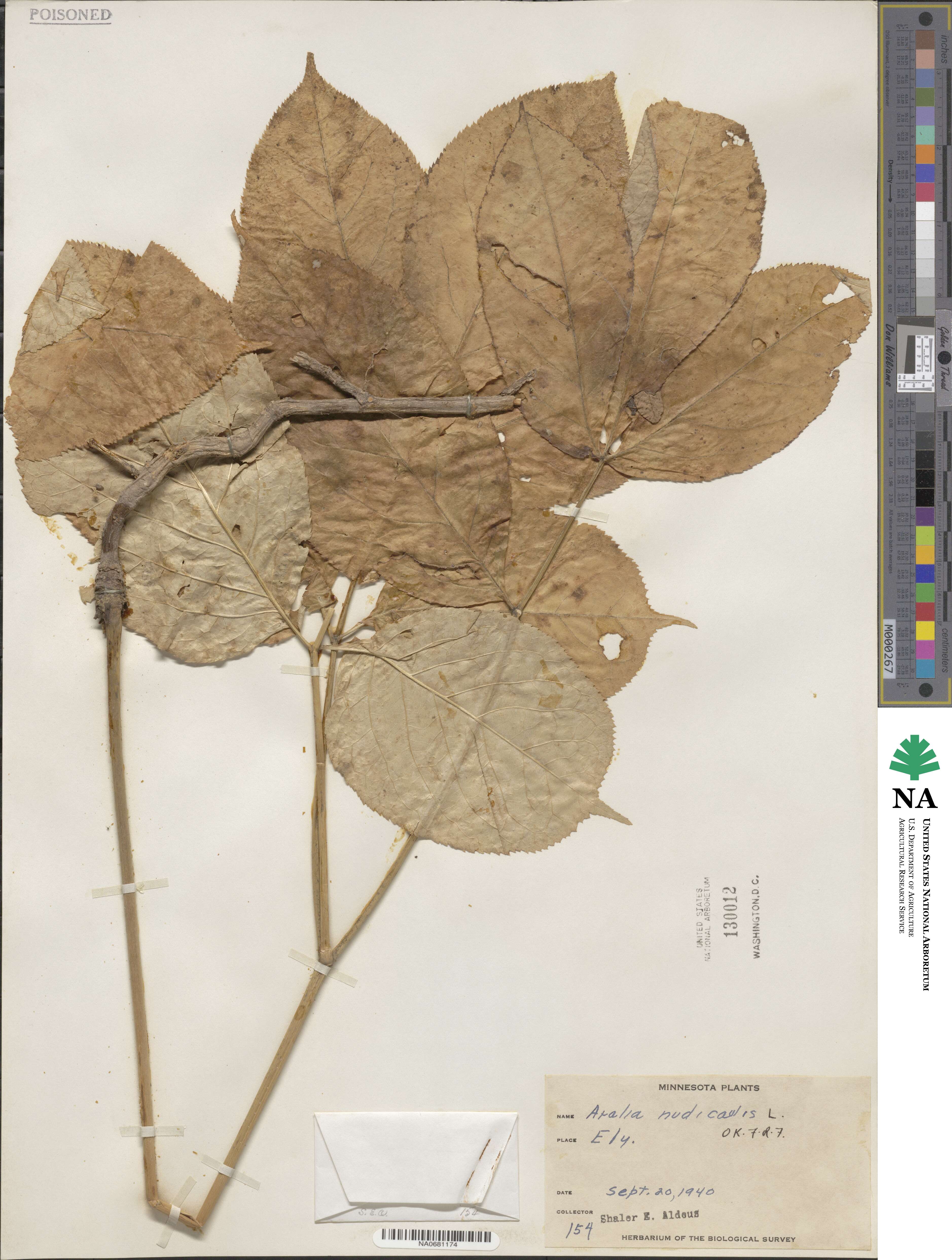 Aralia nudicaulis image