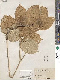 Aralia nudicaulis image