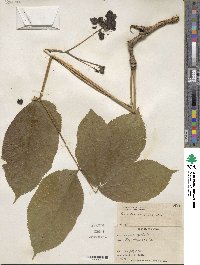 Aralia nudicaulis image