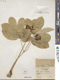 Aralia nudicaulis image