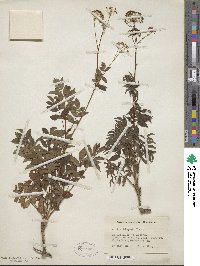 Aralia hispida image