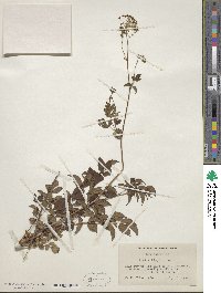 Aralia hispida image