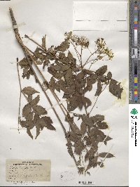 Aralia hispida image