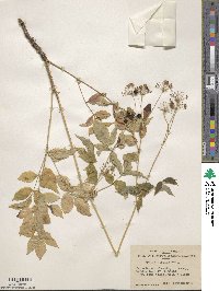 Aralia hispida image