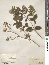 Aralia hispida image