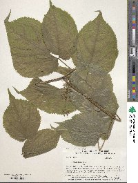 Aralia racemosa image