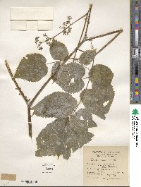 Aralia racemosa image