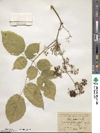 Aralia racemosa image