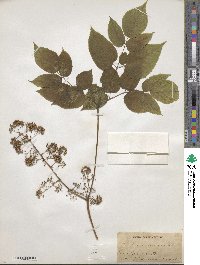 Aralia racemosa image