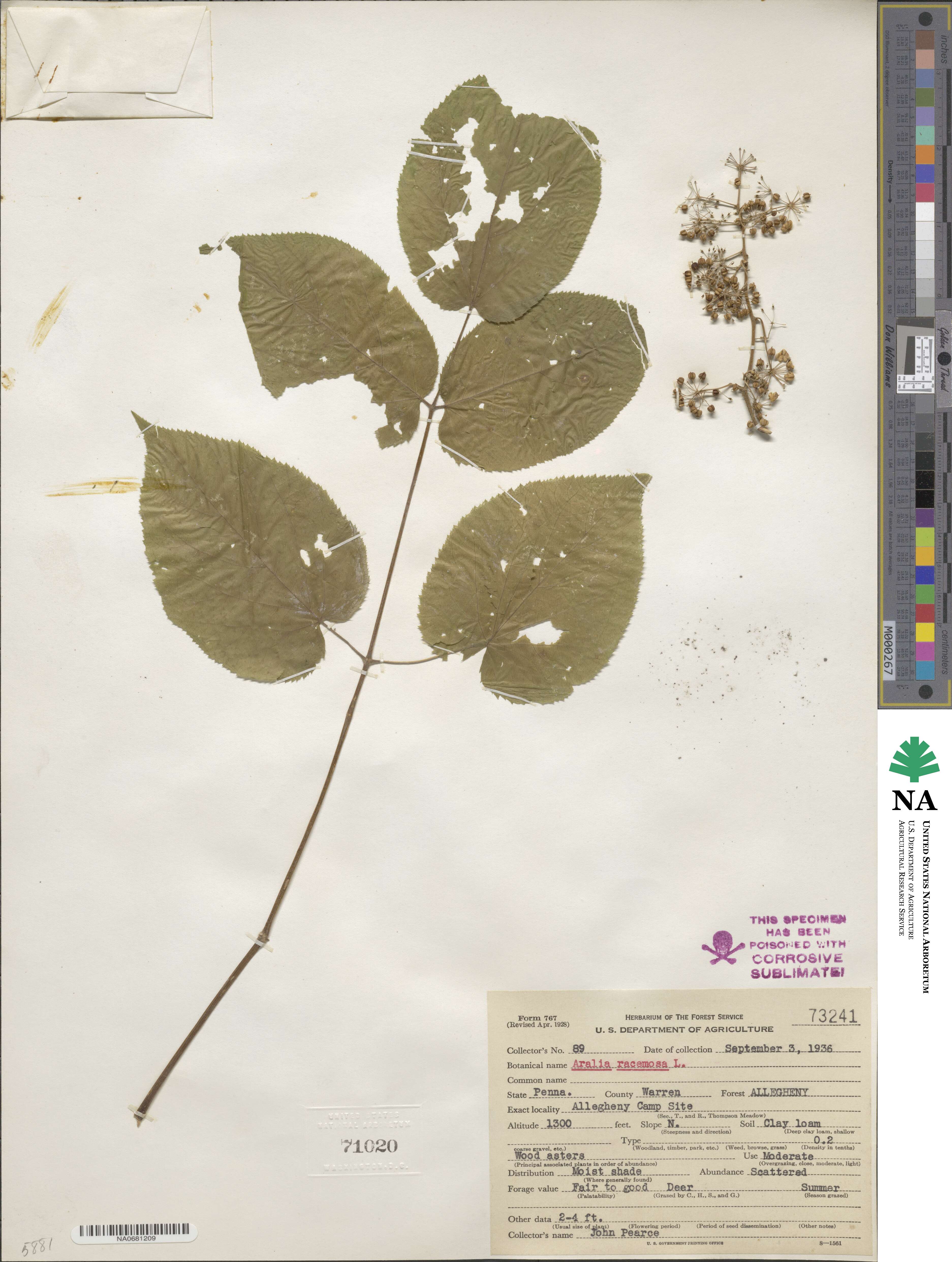 Aralia racemosa image