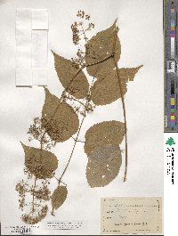 Aralia racemosa image