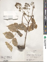 Aralia racemosa image