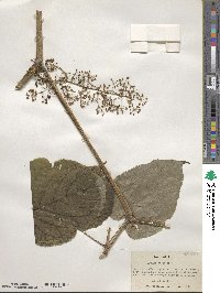 Aralia racemosa image