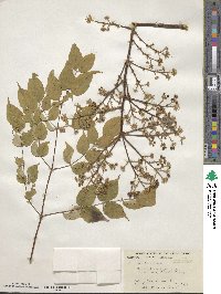 Aralia spinosa image