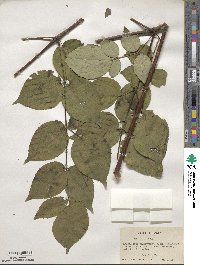 Aralia spinosa image