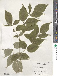 Aralia spinosa image