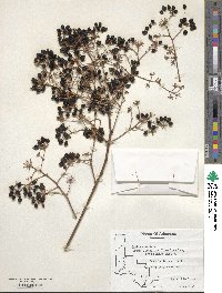 Aralia spinosa image