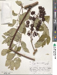 Aralia spinosa image