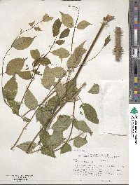 Aralia spinosa image