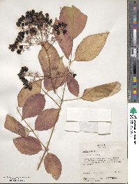 Aralia spinosa image