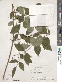 Aralia spinosa image