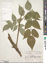 Aralia spinosa image