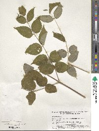 Aralia spinosa image