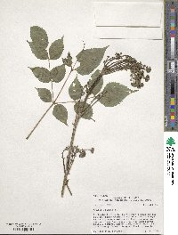 Aralia spinosa image