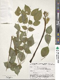 Aralia spinosa image