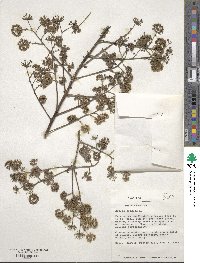 Aralia spinosa image