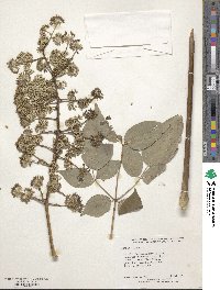 Aralia spinosa image