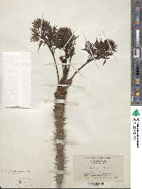 Aralia spinosa image