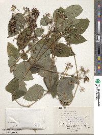 Aralia spinosa image