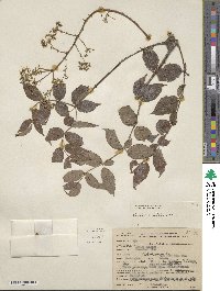 Aralia spinosa image