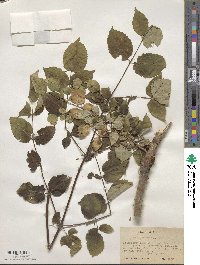 Aralia spinosa image