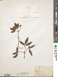 Image of Aralia trifolia