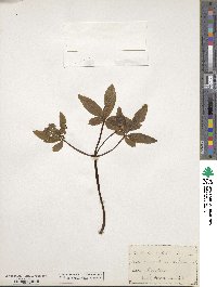 Aralia trifolia image