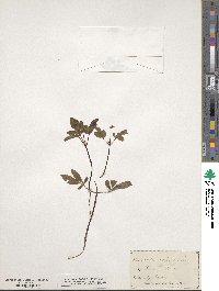 Aralia trifolia image