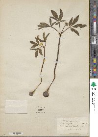 Aralia trifolia image