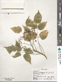 Image of Aralia scopulorum