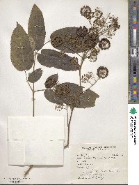 Image of Aralia cachemirica