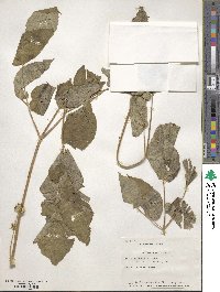 Aralia cachemirica image