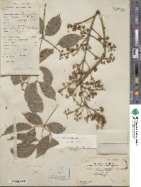 Aralia elata var. elata image