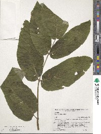 Aralia cordata image