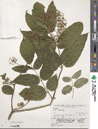 Aralia cordata image