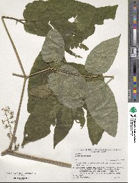 Aralia cordata image