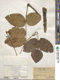 Aralia dasyphylla image