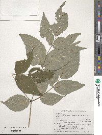 Aralia elata image