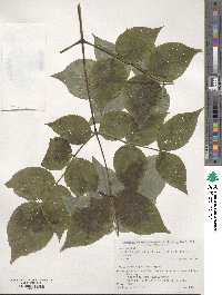 Aralia elata image