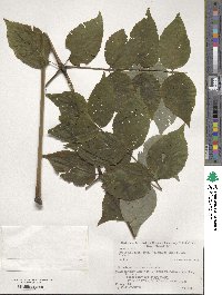 Aralia elata image